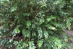 Agarista populifolia at Coker Arboretum