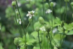 Anemone virginiana at Coker Arboretum