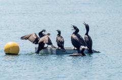 Double-crested cormorants in Colonel Samuel Smith Park