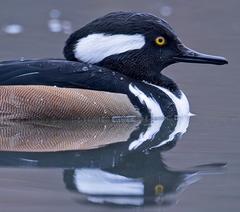 Male Hooded Merganser in Samuel Smith Park