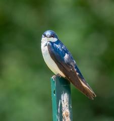 Male tree swallow perched in Colonel Samuel Smith Park