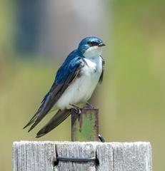 Male tree swallow on a nest box