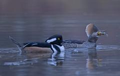 Pair of Hooded mergansers catching fish in Colonel Samuel Smith Park