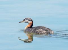 Red-necked grebe in Colonel Samuel Smith Park