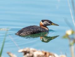 Red-necked grebe in Colonel Samuel Smith Park