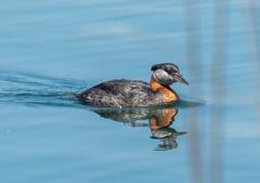 Red-necked grebe in water