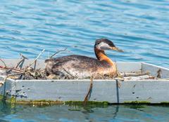 Red-necked grebe in Colonel Samuel Smith Park