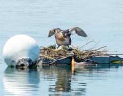 Red-necked grebes in water