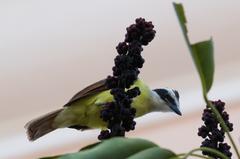 Great kiskadee perched on a branch in McAllen, TX