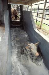 Cattle undergoing tick treatment bath at APHIS facility in McAllen, Texas