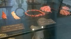 Pre-Columbian ornaments made from spondylus