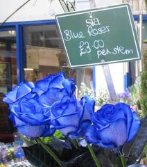 blue roses at Oxford Covered Market