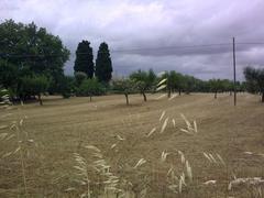 Agro Monopolitano countryside view