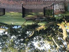 A live oak at the Cummer Museum in Jacksonville