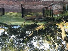 Live oak at the Cummer Museum in Jacksonville, Florida