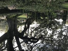 A large live oak tree at the Cummer Museum in Jacksonville, Florida