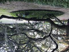 Live oak at Cummer Museum in Jacksonville, Florida