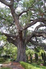 Oak tree in Cummer Gardens in Jacksonville, Florida