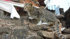 Cat on an old wall in Chiang Mai, Thailand