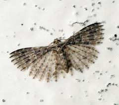 Alucitiidae moth in Chiang Mai