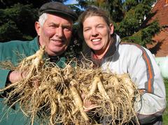 Workers harvesting ginseng in Walsrode, Germany