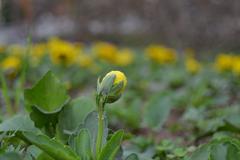 flower about to blossom in Daman-e-Koh, Islamabad