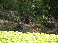 A monkey enjoying his snack in Daman-e-Koh