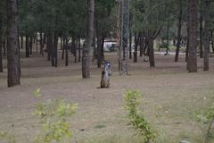 Monkey drinking beverage at Damn-e-Koh Islamabad