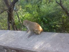 Monkey on Daman-e-Koh