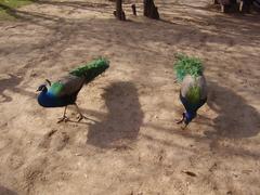 peacocks moving freely in Daman-e-Koh hillside park