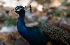 Blue Peacock in Daman-e-Koh Park