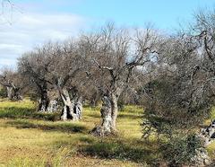 olive trees damaged by Xylella in Gallipoli countryside