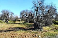 olive trees attacked by Xylella in the countryside of Gallipoli