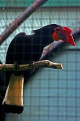 A female Aceros leucocephalus at Bacolod Endangered Animals Zoo