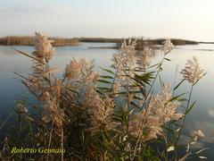 Lacustrine plants in Ugento basins