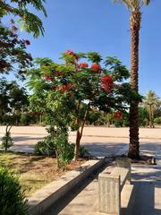 Entrance Plaza of Karnak Temple in Luxor, Egypt