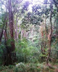 Indigenous forest at De Hel, Cape Town