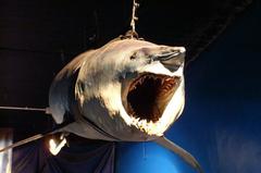 Stuffed shark at Deep Sea World in North Queensferry