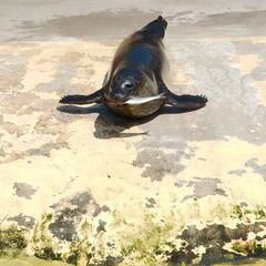 underwater life at Deep Sea World aquarium