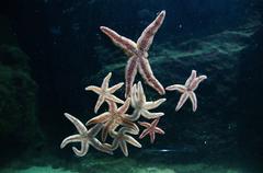 Starfish on the ocean floor