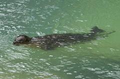 Common Seal at Deep Sea World in North Queensferry