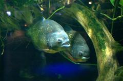 Piranhas at Deep Sea World