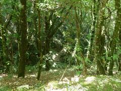 View of Natura 2000 site Fosso dell'Eremo delle Carceri with Quercus ilex and Quercus rotundifolia forest.