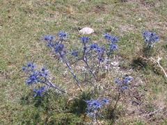 Blue thistles on Monte Subasio