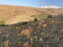 View of the summit meadows of Mount Subasio