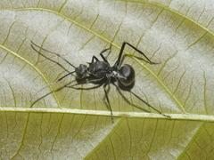 ant in Dehing Patkai Wildlife Sanctuary