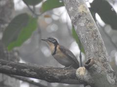 Greater Necklaced Laughingthrush in Dehing Patkai Wildlife Sanctuary