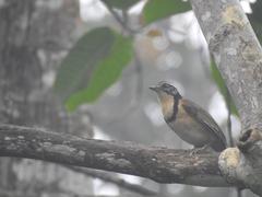 Greater Necklaced Laughingthrush bird