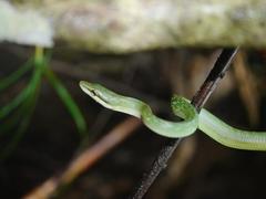 Young Green Trinket Snake