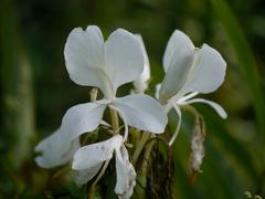 Hedychium coronarium flowers in Dehing Patkai Wildlife Sanctuary